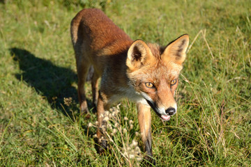 Fox close up during his walk through the dunes looking for prey. photo was made in the Amsterdam Water Supply Dunes in the Netherlands