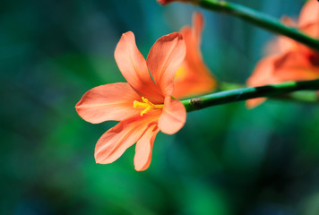 Beautiful single bright orange flower on a long green stem with a natural out of focus background