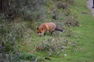 Fox during his walk through the dunes looking for prey. photo was made in the Amsterdam Water Supply Dunes in the Netherlands