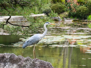 日本庭園の鳥