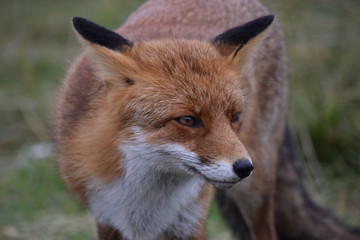 Fototapeta premium Fox close up during his walk through the dunes looking for prey. photo was made in the Amsterdam Water Supply Dunes in the Netherlands