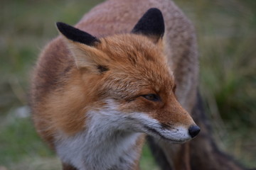 Fox close up during his walk through the dunes looking for prey. photo was made in the Amsterdam Water Supply Dunes in the Netherlands