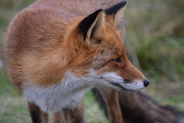 Fox close up during his walk through the dunes looking for prey. photo was made in the Amsterdam Water Supply Dunes in the Netherlands