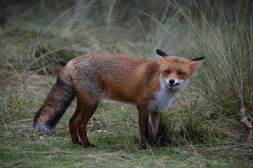 Fox close up during his walk through the dunes looking for prey. photo was made in the Amsterdam Water Supply Dunes in the Netherlands