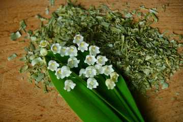 Maiglöckchen   Convallaria majalis  Homöopathie