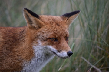 Fototapeta premium Fox close up during his walk through the dunes looking for prey. photo was made in the Amsterdam Water Supply Dunes in the Netherlands