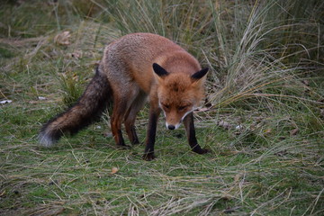 Fox close up during his walk through the dunes looking for prey. photo was made in the Amsterdam Water Supply Dunes in the Netherlands