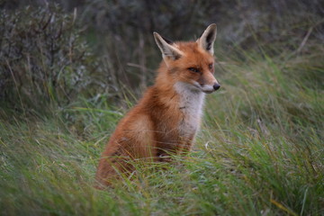 Obraz premium seated fox rests in the tall grass and looks around while hunting for prey. photo was made in the Amsterdam Waterleidingduinen in the Netherlands