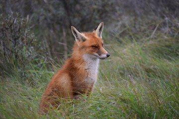 Naklejka na ściany i meble seated fox rests in the tall grass and looks around while hunting for prey. photo was made in the Amsterdam Waterleidingduinen in the Netherlands