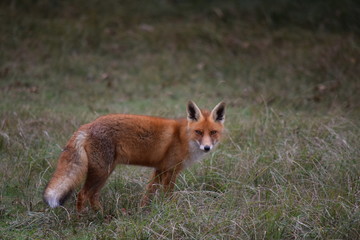 Fototapeta premium Fox close up during his walk through the dunes looking for prey. photo was made in the Amsterdam Water Supply Dunes in the Netherlands