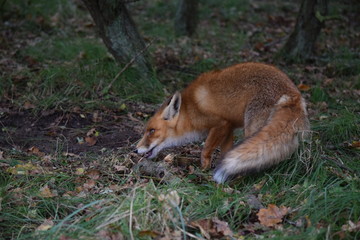 Naklejka na ściany i meble Fox digs up its hidden food again to eat. photo was made in the Amsterdam Waterleidingduinen in the Netherlands