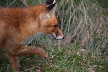 Fox close up during his walk through the dunes looking for prey. photo was made in the Amsterdam Water Supply Dunes in the Netherlands