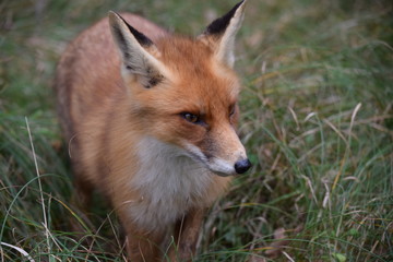 Fox close up during his walk through the dunes looking for prey. photo was made in the Amsterdam Water Supply Dunes in the Netherlands