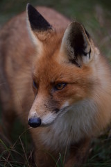 Fox close up during his walk through the dunes looking for prey. photo was made in the Amsterdam Water Supply Dunes in the Netherlands