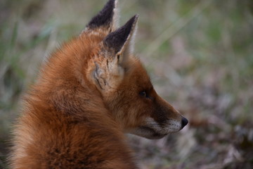 seated fox is resting and looking around while hunting for prey. photo was made in the Amsterdam Waterleidingduinen in the Netherlands