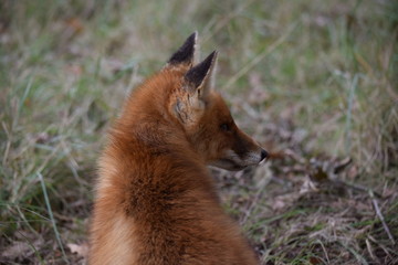 seated fox is resting and looking around while hunting for prey. photo was made in the Amsterdam Waterleidingduinen in the Netherlands