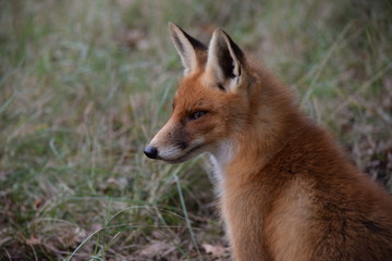 seated fox is resting and looking around while hunting for prey. photo was made in the Amsterdam Waterleidingduinen in the Netherlands