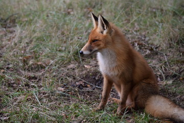 Fototapeta premium seated fox is resting and looking around while hunting for prey. photo was made in the Amsterdam Waterleidingduinen in the Netherlands