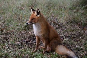 seated fox is resting and looking around while hunting for prey. photo was made in the Amsterdam Waterleidingduinen in the Netherlands