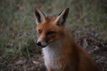 Obraz premium fox is resting and looking around while hunting for prey. photo was made in the Amsterdam Waterleidingduinen in the Netherlands