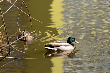 Couple of mallard duck are swimming in the city pond