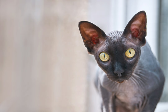 Portrait Of Hairless Don Sphynx Cat On White Background. Purebred Cute Kitten.