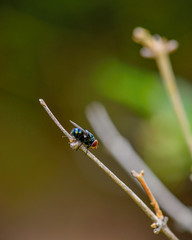 Macro Image Shot wildflower and insects photos