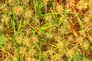 Trifolium Stellatum - Starry Clover , Stellate Clover , Star Clover Natural Texture