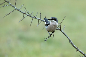 Southern grey shrike. Lanius meridionalis