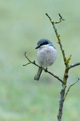 Southern grey shrike. Lanius meridionalis