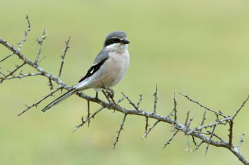 Southern grey shrike. Lanius meridionalis