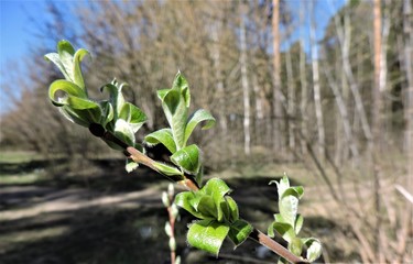 Spring branch with new leaves