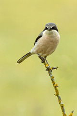 Fototapeta premium Southern grey shrike, Lanius meridionalis