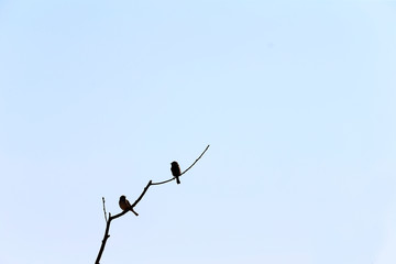The sparrow is perched on a branch