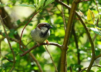 Garten,Hecke,Lebensraum,Sperling,Spatz