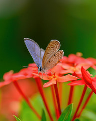 Macro Image Shot wildflower and insects photos