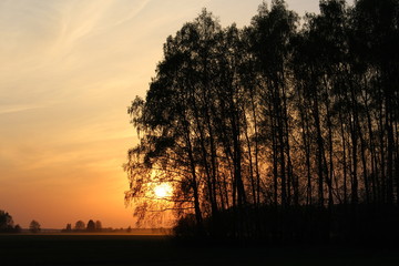 Sunset in forest 1
