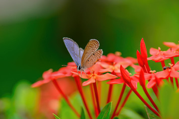 Macro Image Shot wildflower and insects photos