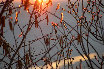 Willow and birch against a stunning sunset over the spring lake covered with ice.