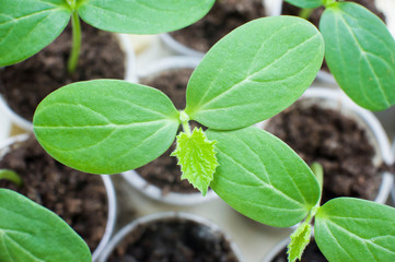 Young cucumber seedlings in small pots