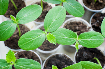 Young cucumber seedlings in small pots