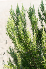 Wild rosemary close up