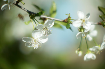 white flowers of cherry tree