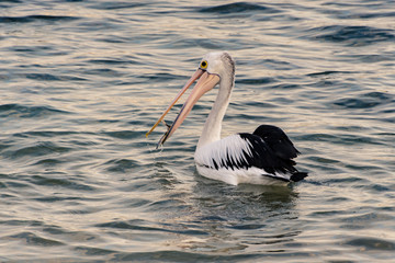 Pelican in the sea