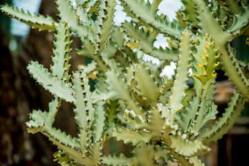Collection beautiful prickly cacti in the greenhouse