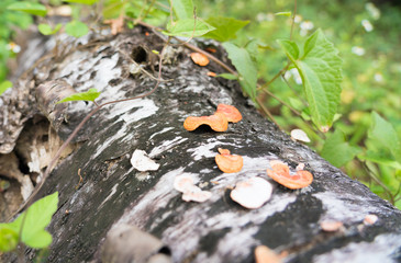 Mushroom of deep mountain