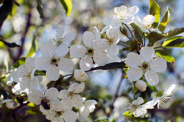 white flowers of cherry tree