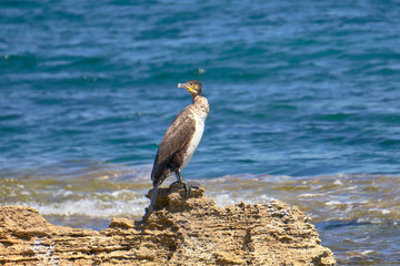 Mediterranean Shag - Phalacrocorax Aristotelis - Sitting On A Rock During a Sunny Spring Day