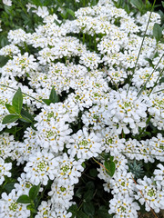 Frühlingsspaziergang