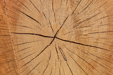 Brownish Cut Wood Cracked Texture